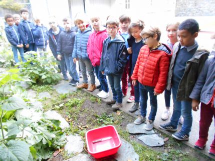 compote de rhubarbe par les CE